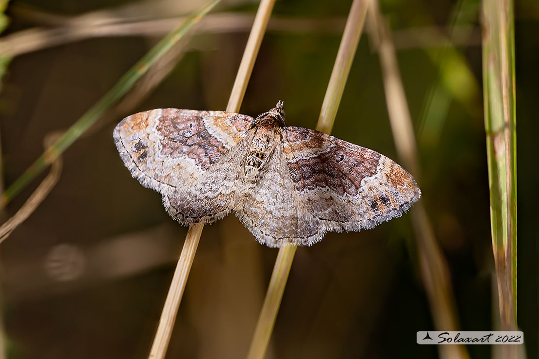 Xanthorhoe spadicearia: Red twin-spot carpet