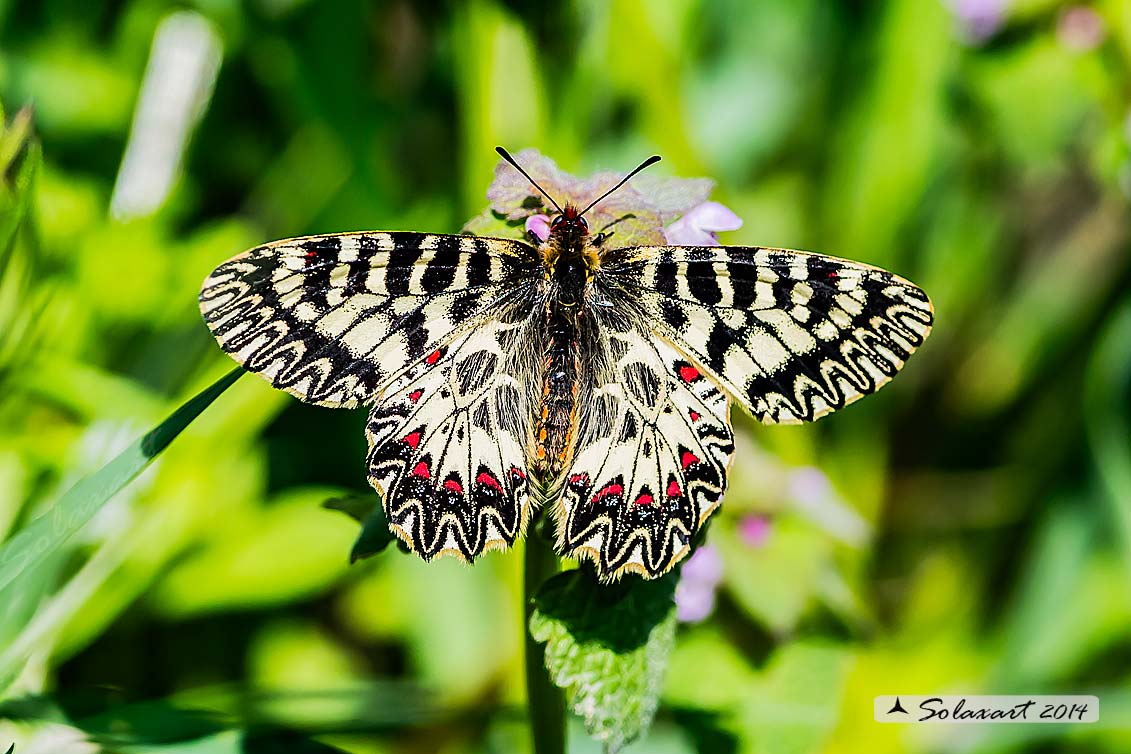 Zerynthia cassandra (maschio)