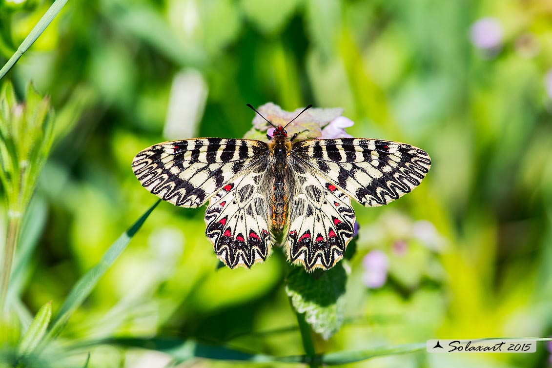 Zerynthia cassandra (maschio)