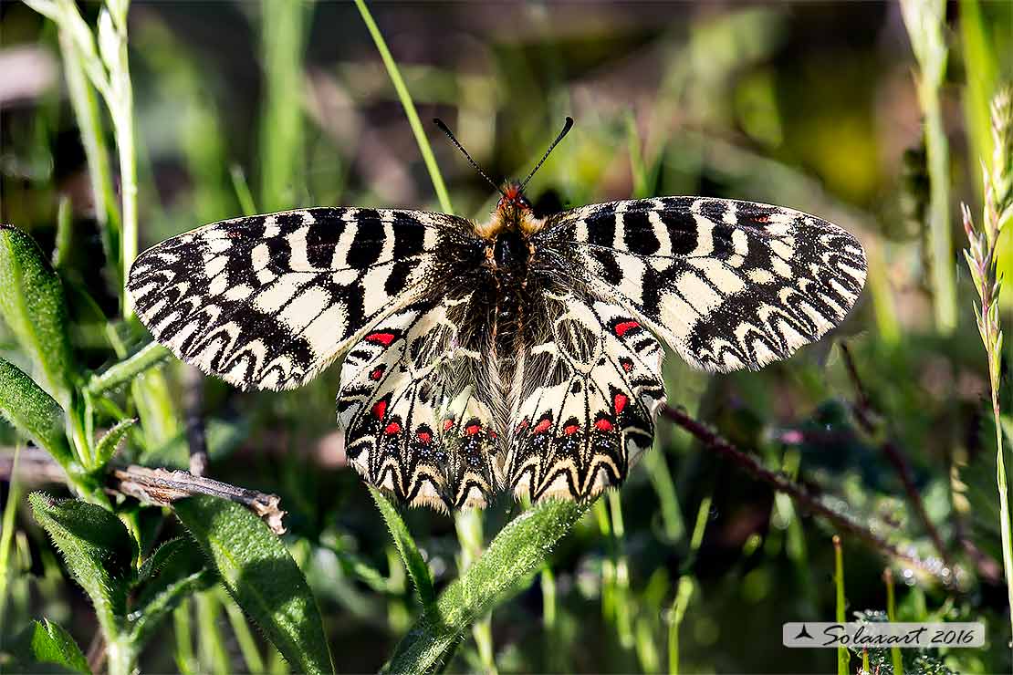 Zerynthia cassandra (maschio)