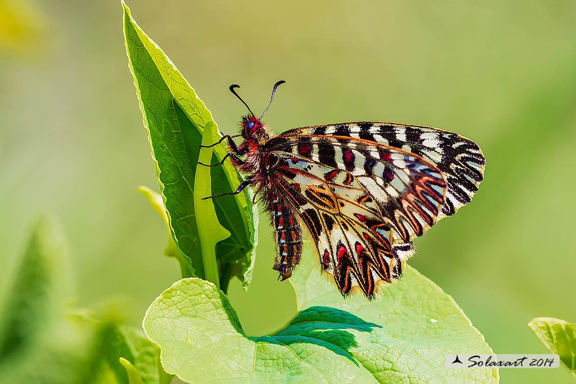 Zerynthia cassandra (maschio)