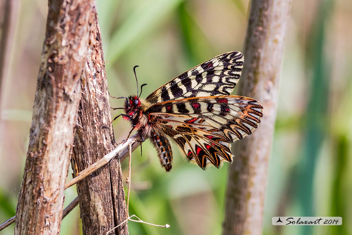 Zerynthia cassandra (maschio)
