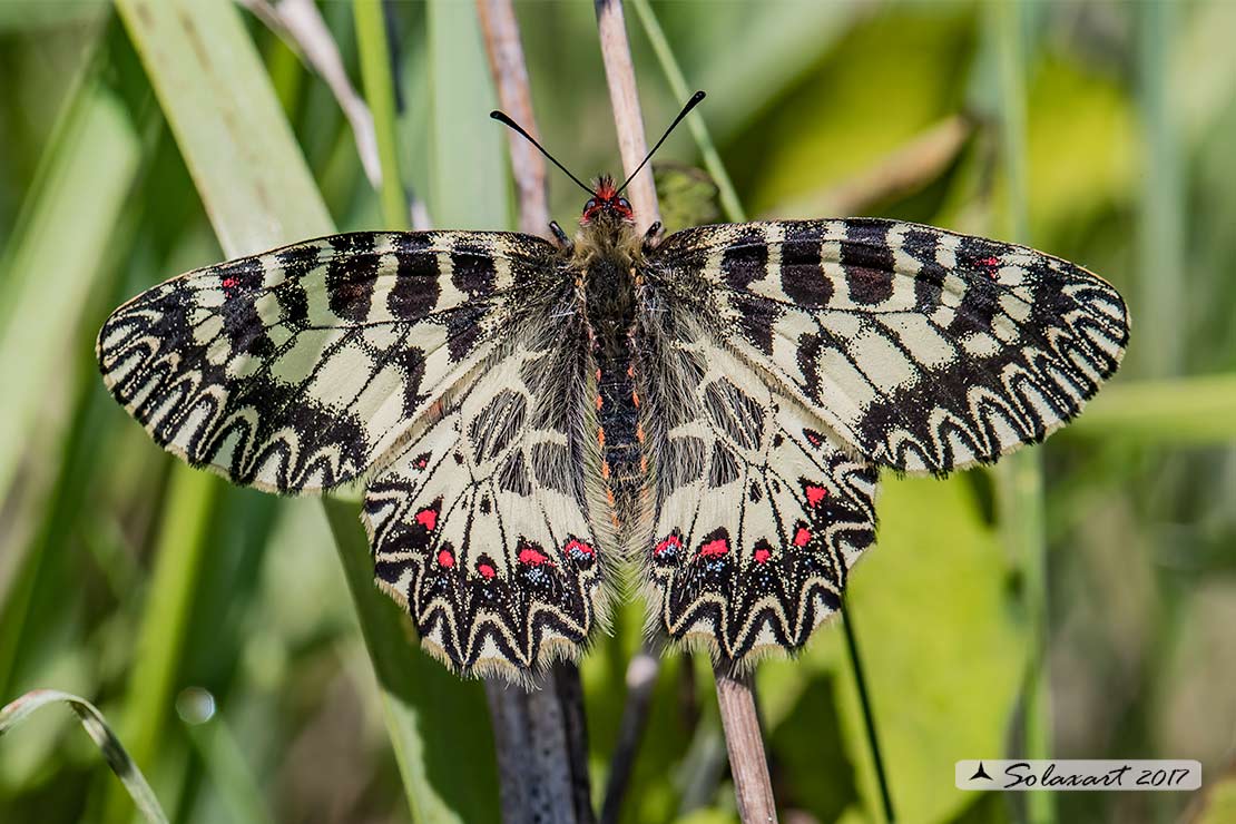 Zerynthia cassandra (maschio)