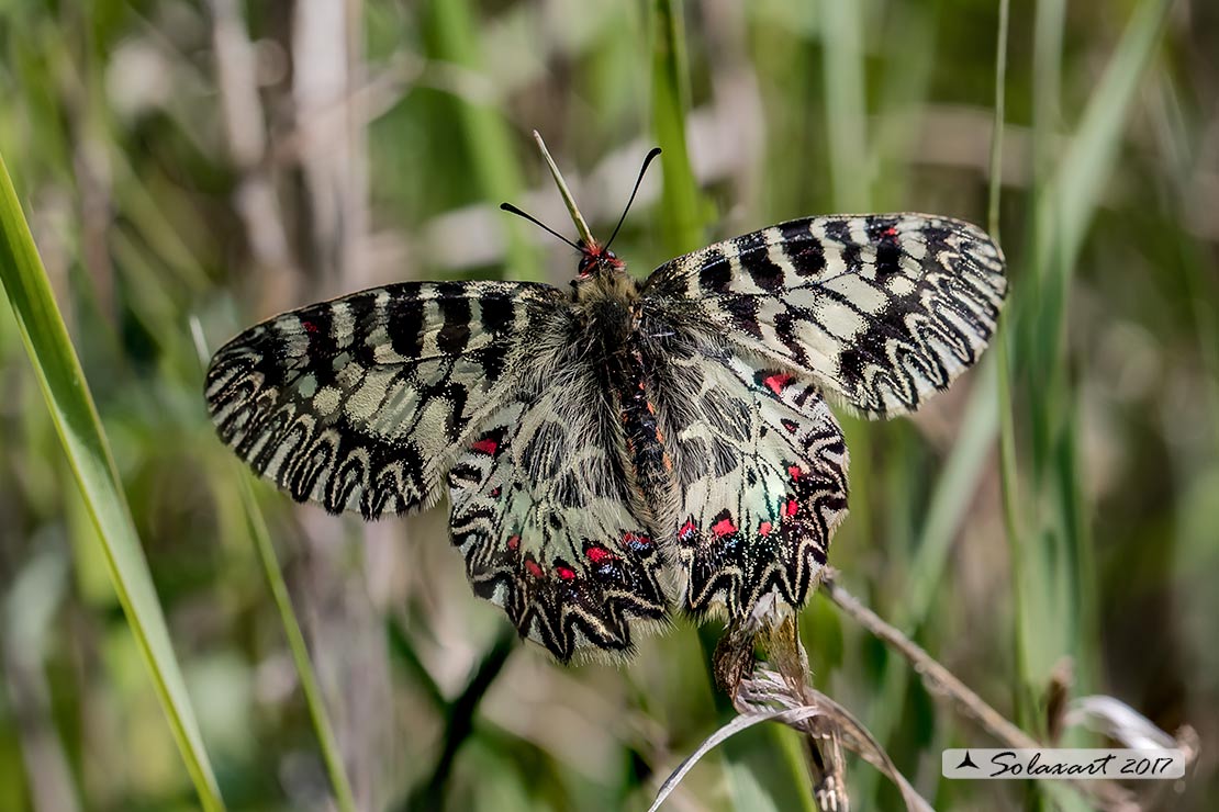 Zerynthia cassandra (maschio)