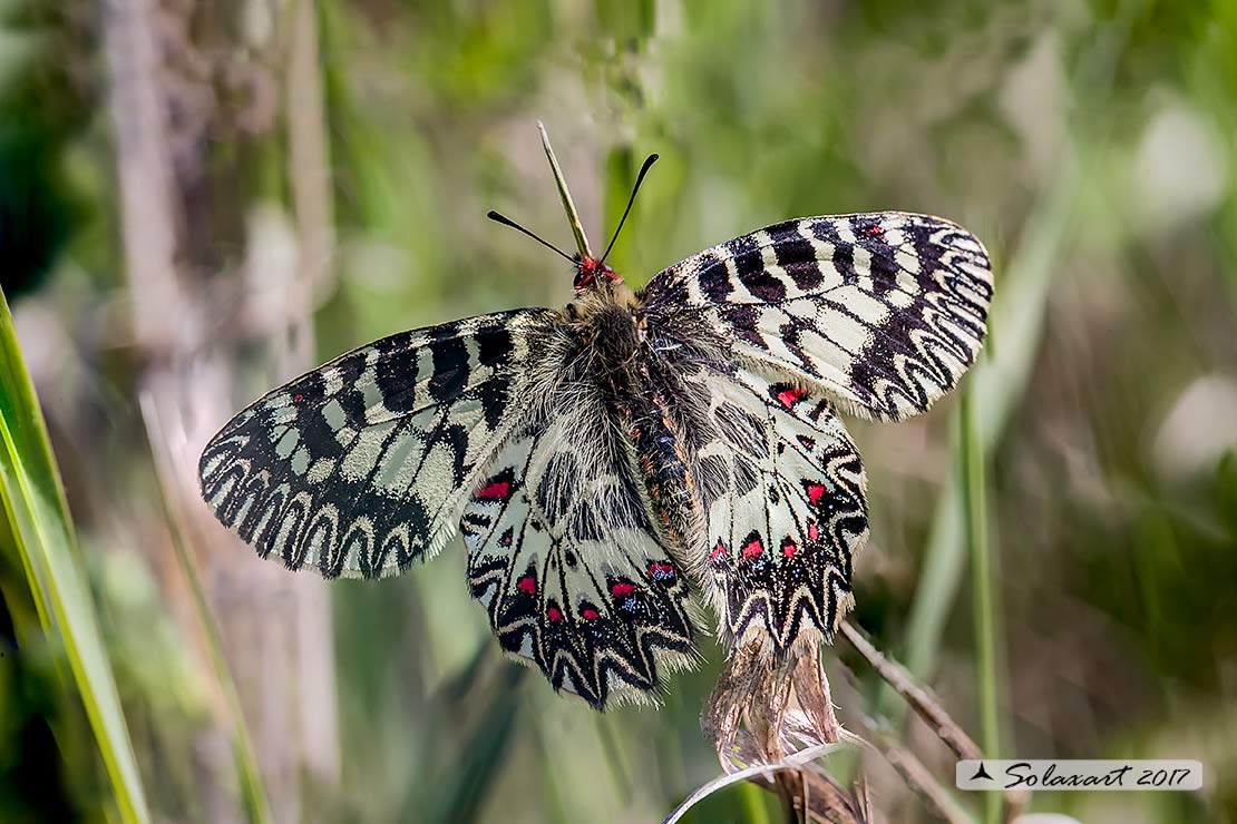 Zerynthia cassandra (maschio)