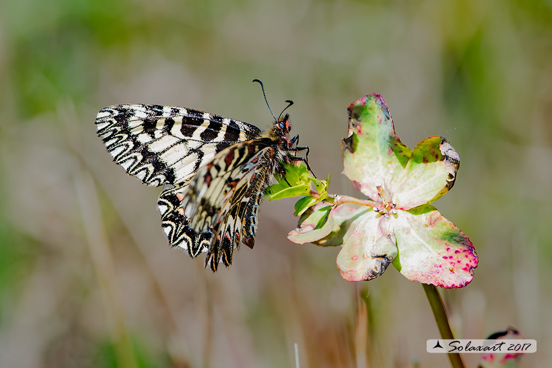Zerynthia cassandra (maschio)