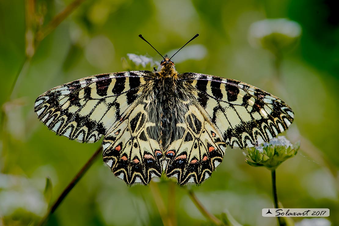 Zerynthia cassandra (maschio)