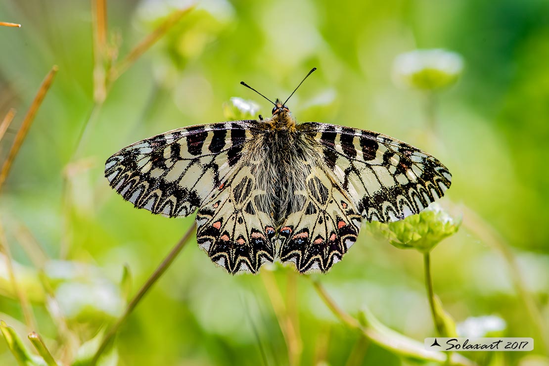 Zerynthia cassandra (maschio)
