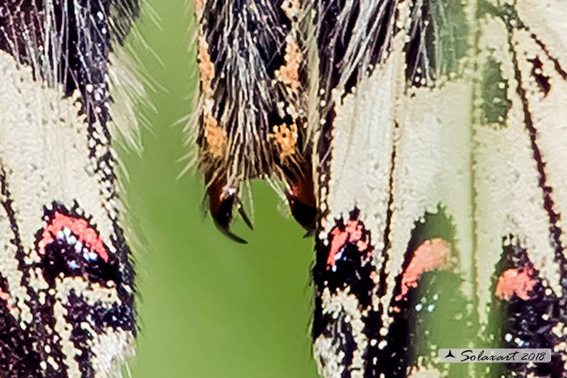 Zerynthia cassandra (maschio)