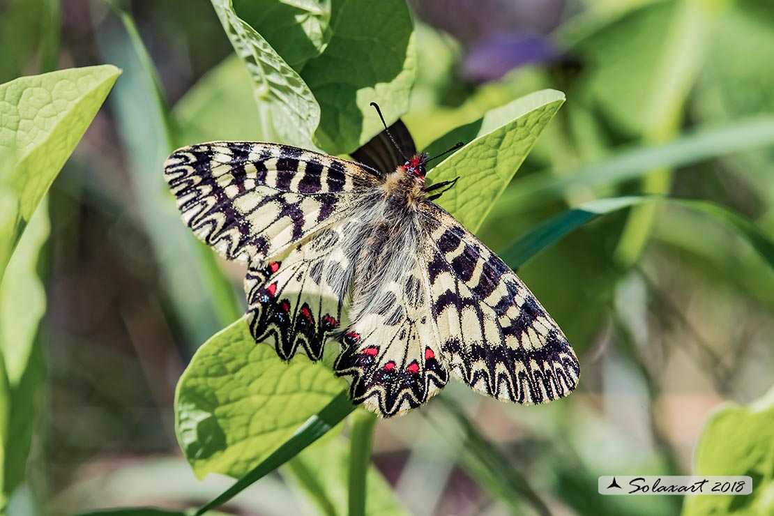 Zerynthia cassandra (maschio)