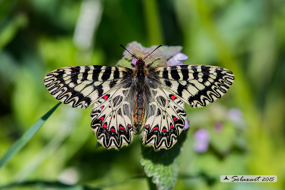 Zerynthia cassandra (maschio)