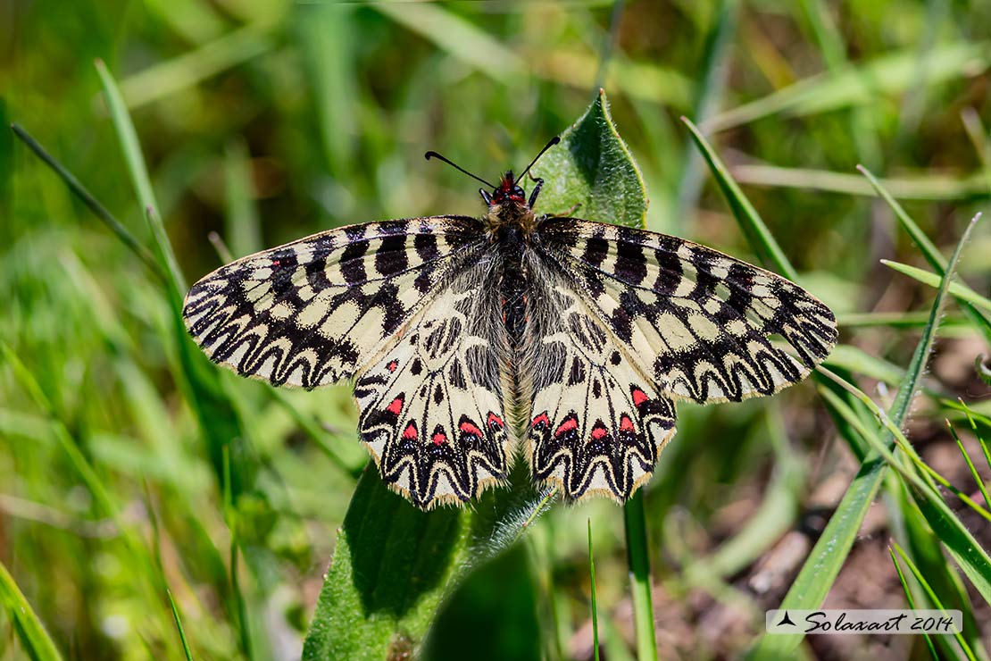 Zerynthia cassandra (maschio)