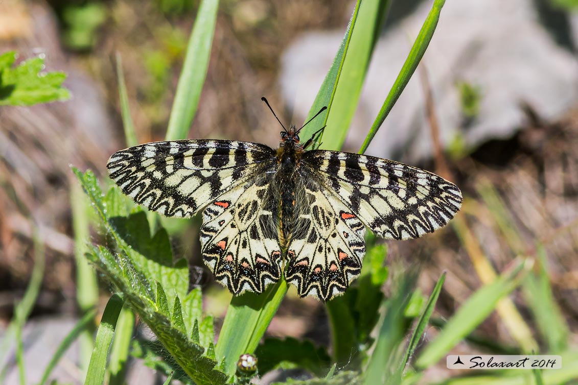 Zerynthia cassandra (maschio)