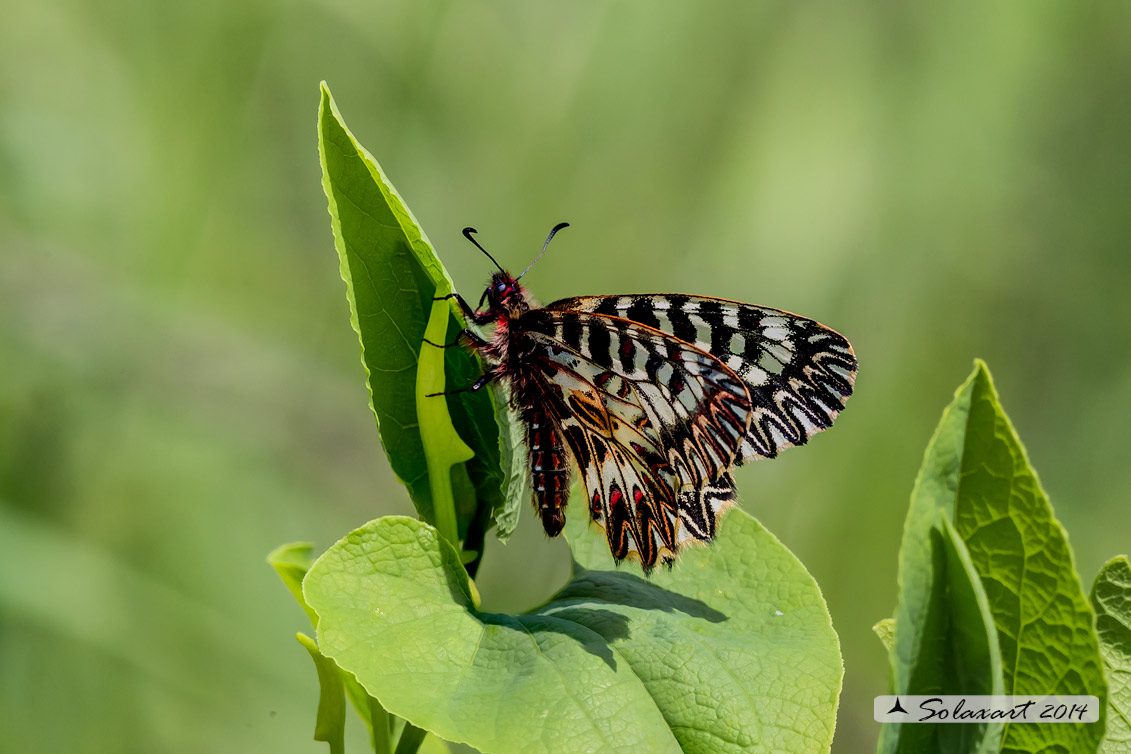 Zerynthia cassandra (maschio)