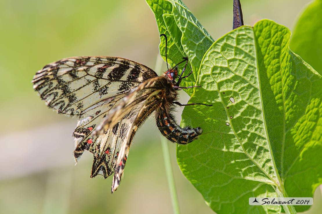 Zerynthia cassandra (femmina)