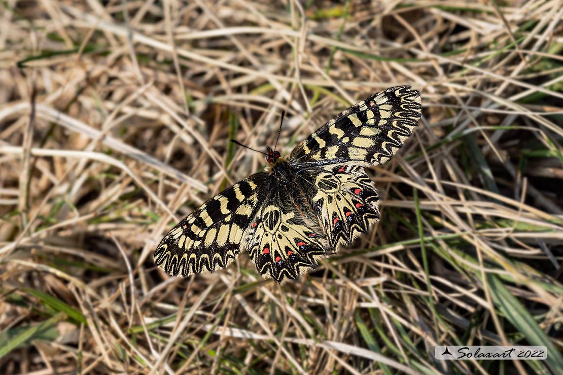 Zerynthia polyxena