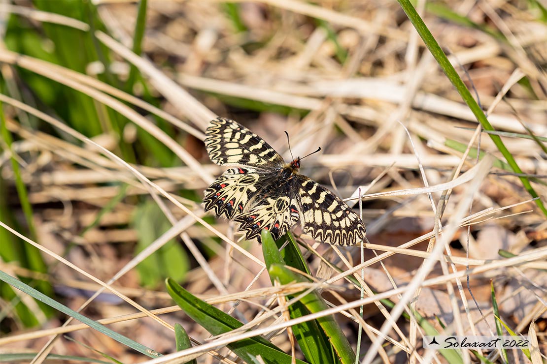 Zerynthia polyxena