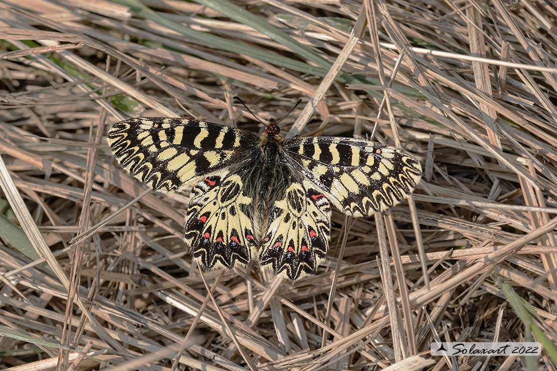 Zerynthia polyxena