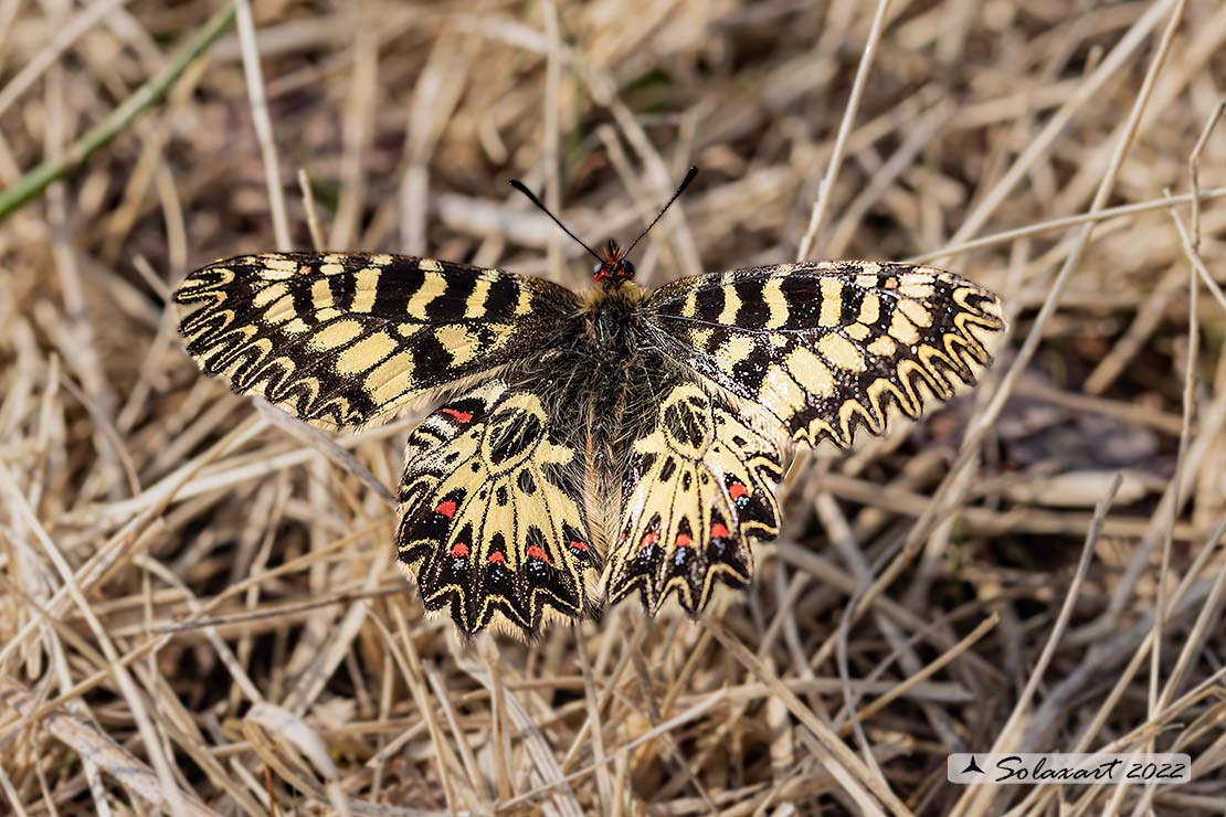 Zerynthia polyxena