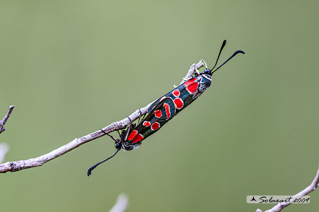 Zygaena carniolica 