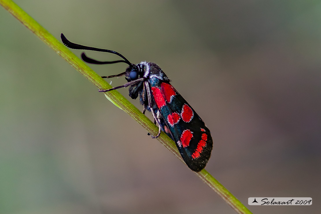 Zygaena carniolica 