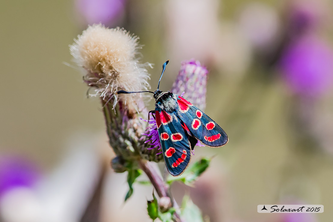 Zygaena carniolica 