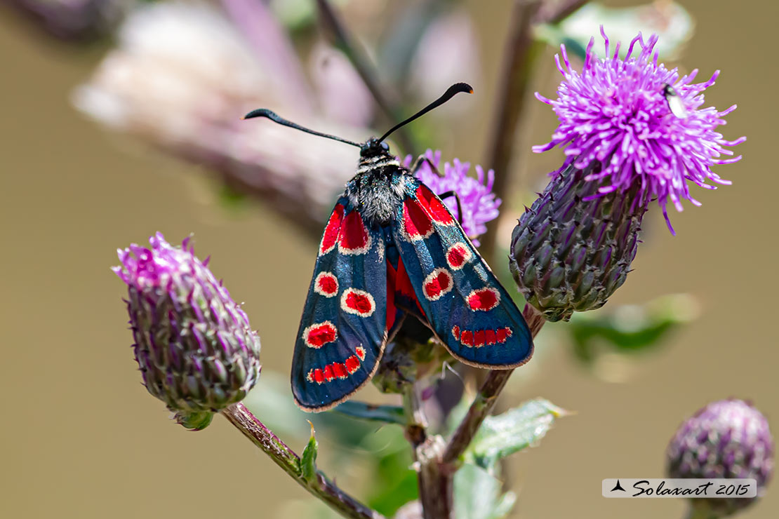 Zygaena carniolica 