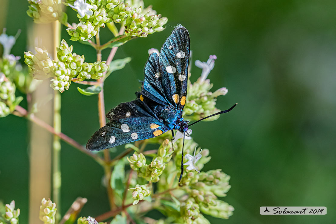 Zygaena ephialtes: Zigena; Variable burnet moth