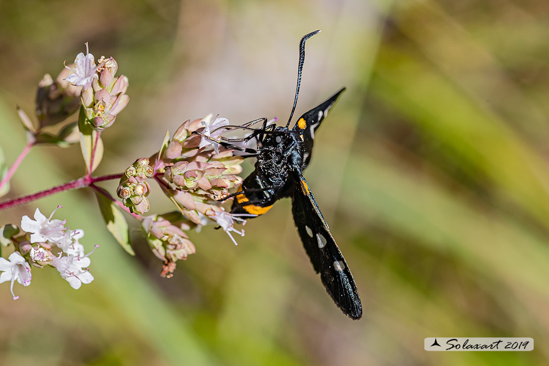 Zygaena ephialtes: Zigena; Variable burnet moth