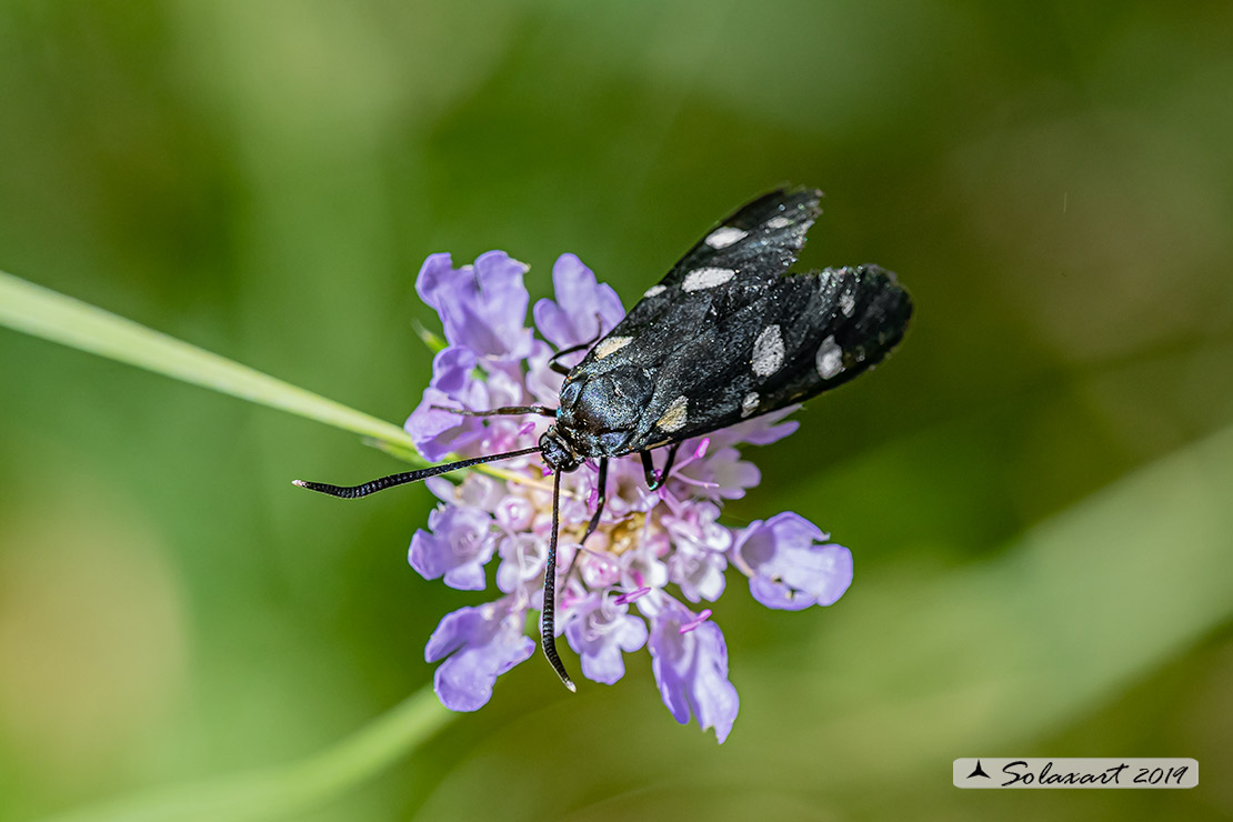 Zygaena ephialtes: Zigena; Variable burnet moth