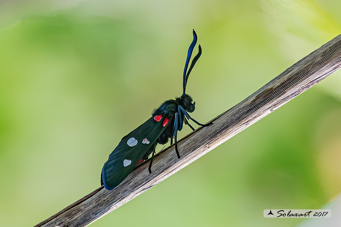 Zygaena ephialtes: Zigena; Variable burnet moth