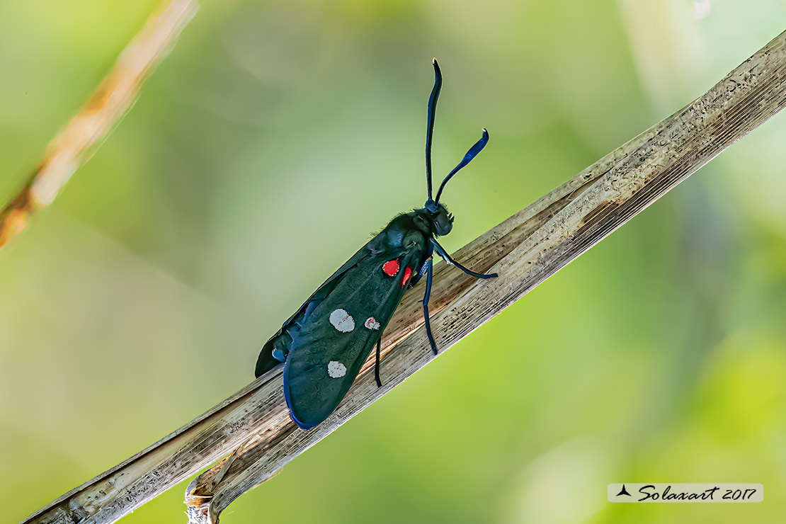 Zygaena ephialtes: Zigena; Variable burnet moth