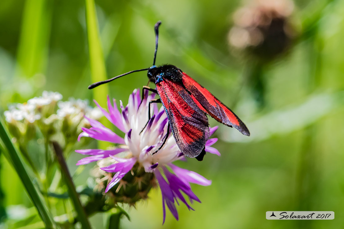 Zygaena erythrus:   Zigena ;  Sluggish burnet moth
