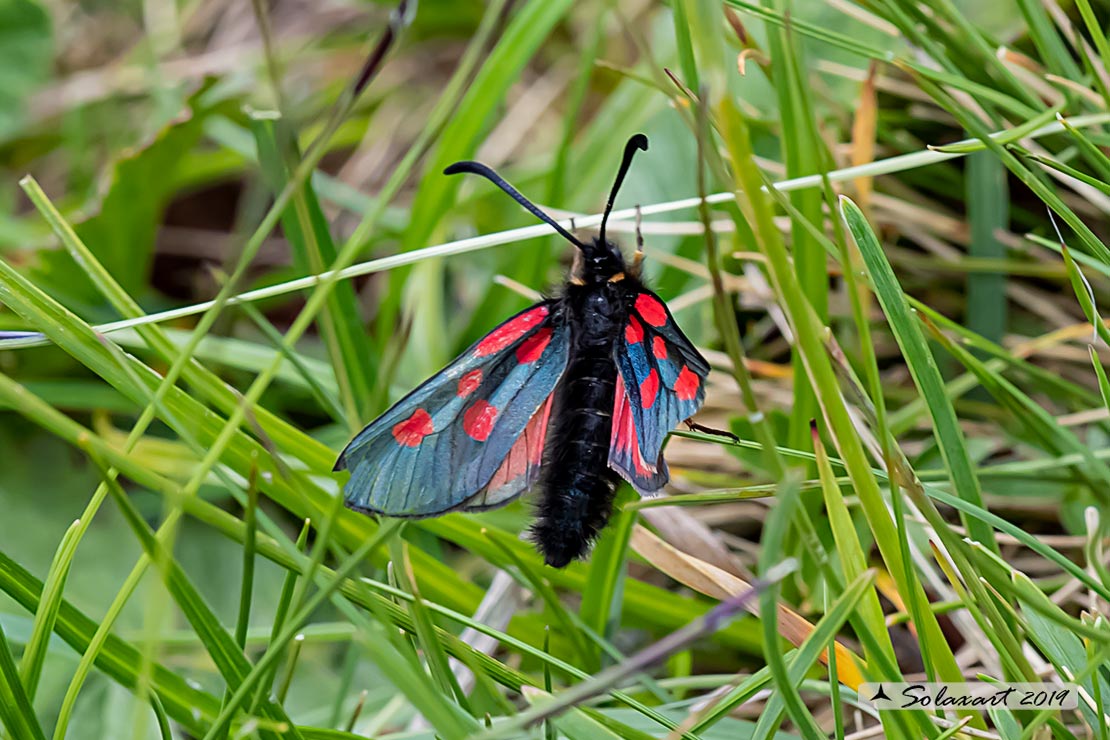 Zygaena exulans:   Zigena ;  Mountain burnet moth