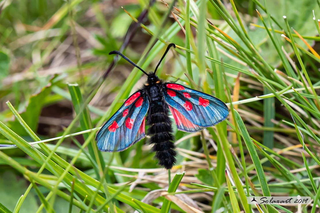 Zygaena exulans:   Zigena ;  Mountain burnet moth