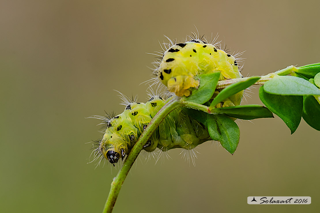 Zygaena filipendulae (bruco)