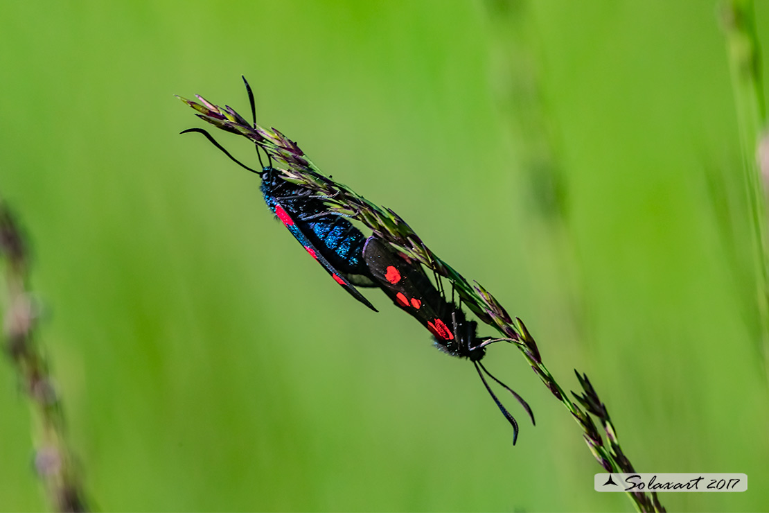 Zygaena filipendulae