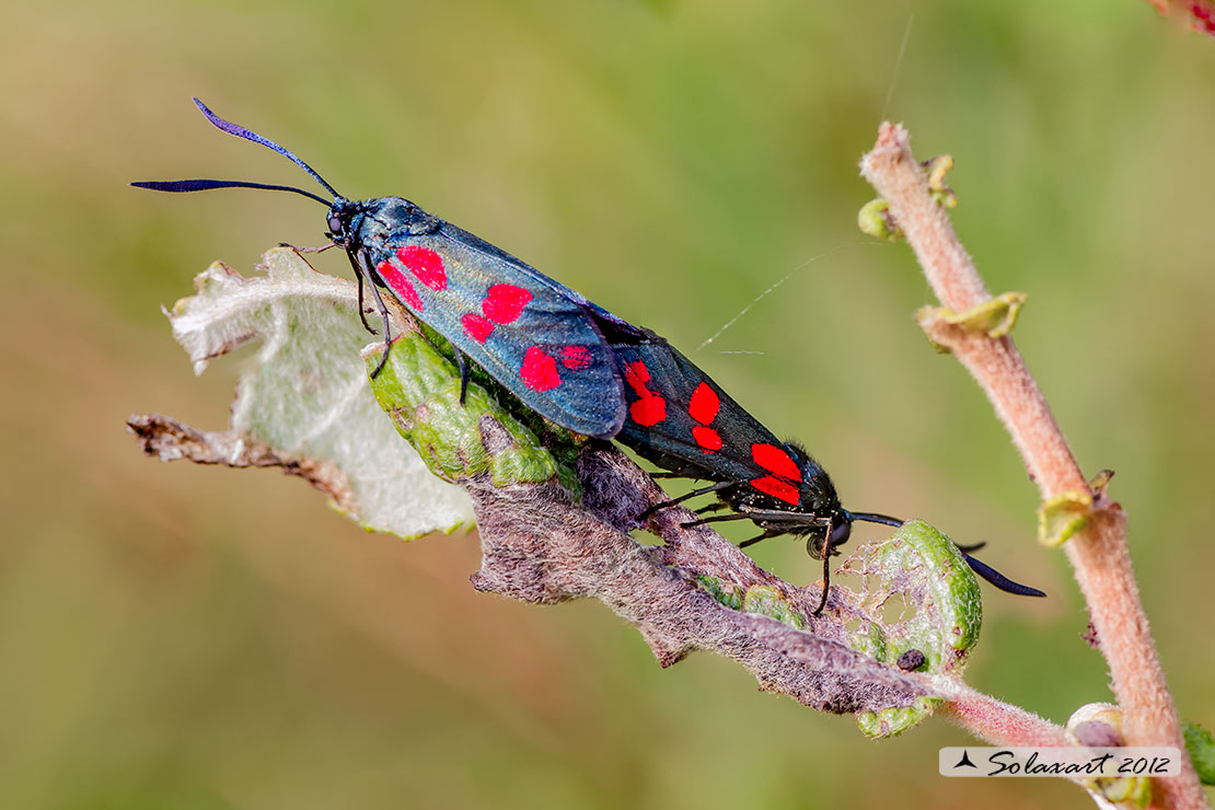 Zygaena filipendulae (copula)