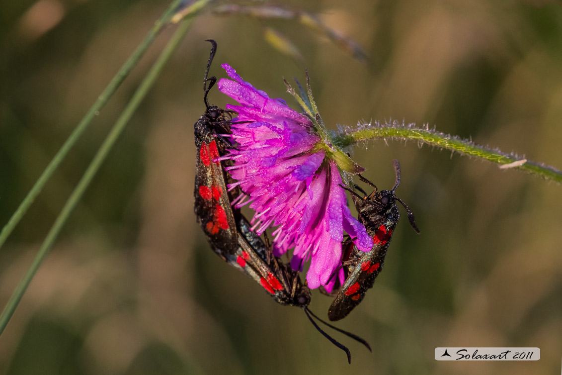 Zygaena filipendulae - nella rugiada