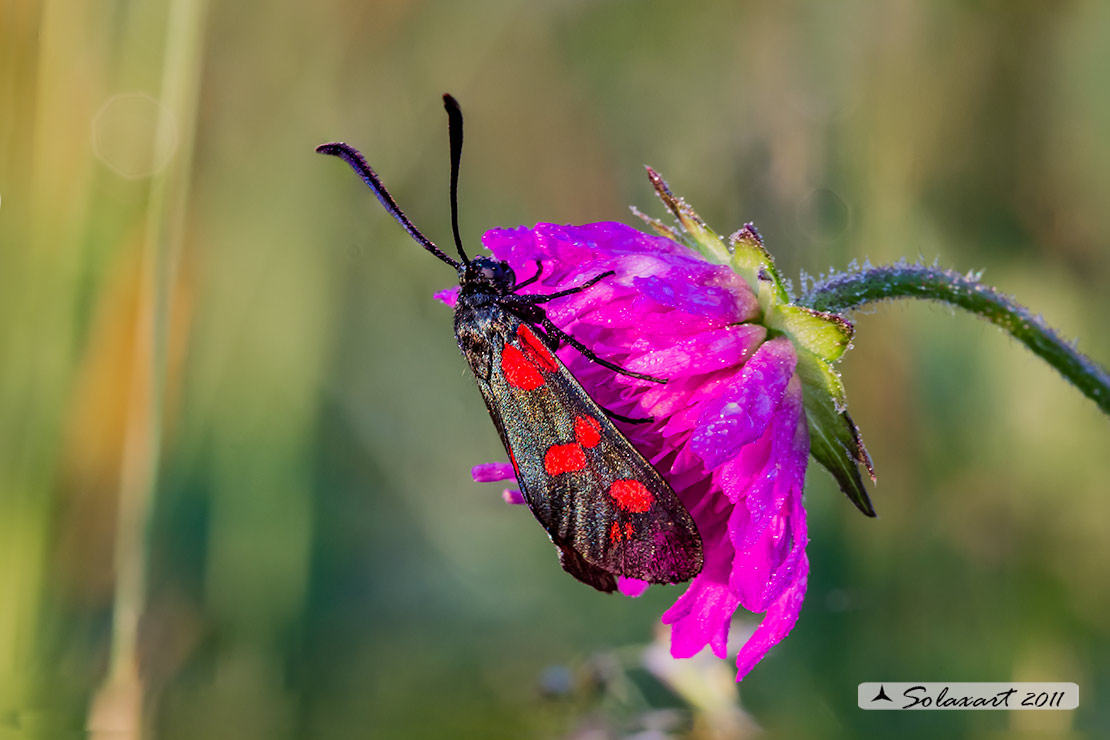 Zygaena filipendulae