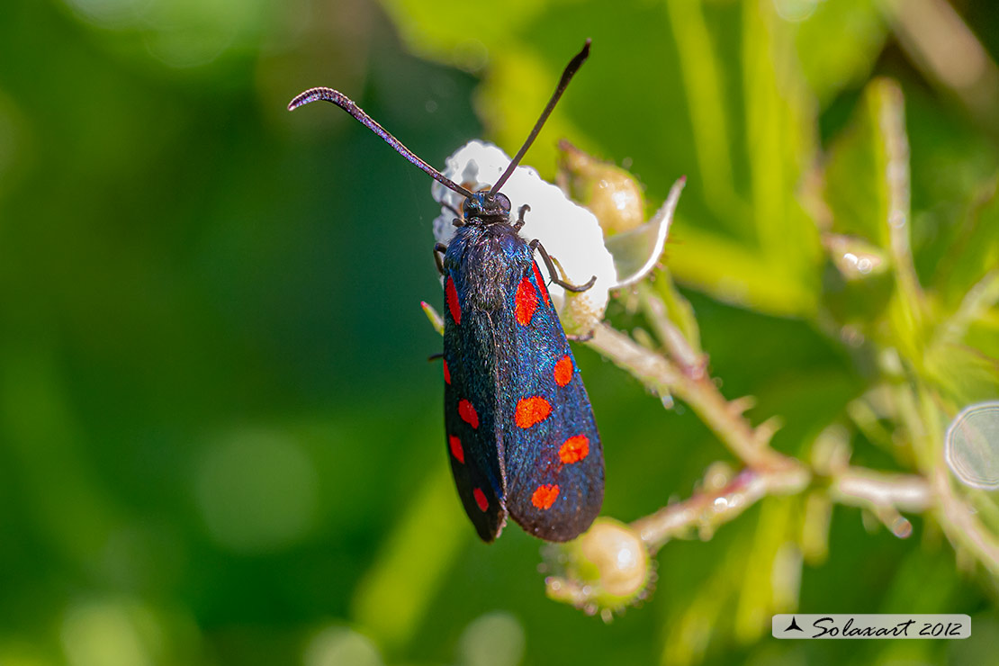Zygaena filipendulae