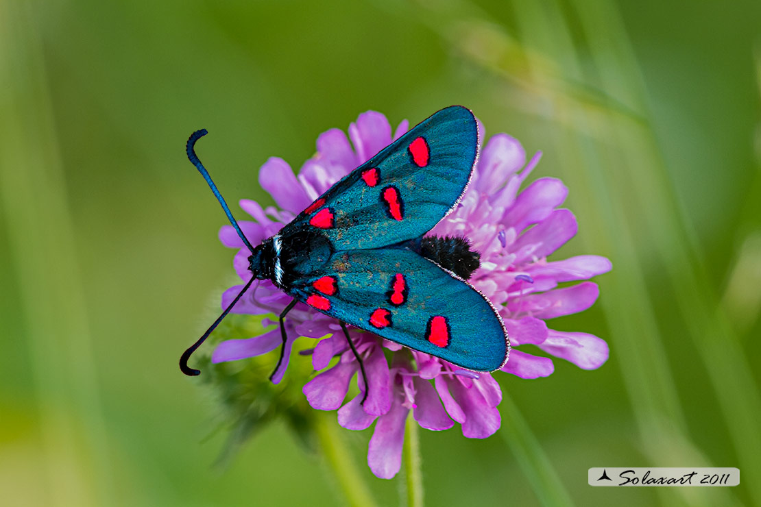 Zygaena lavandulae