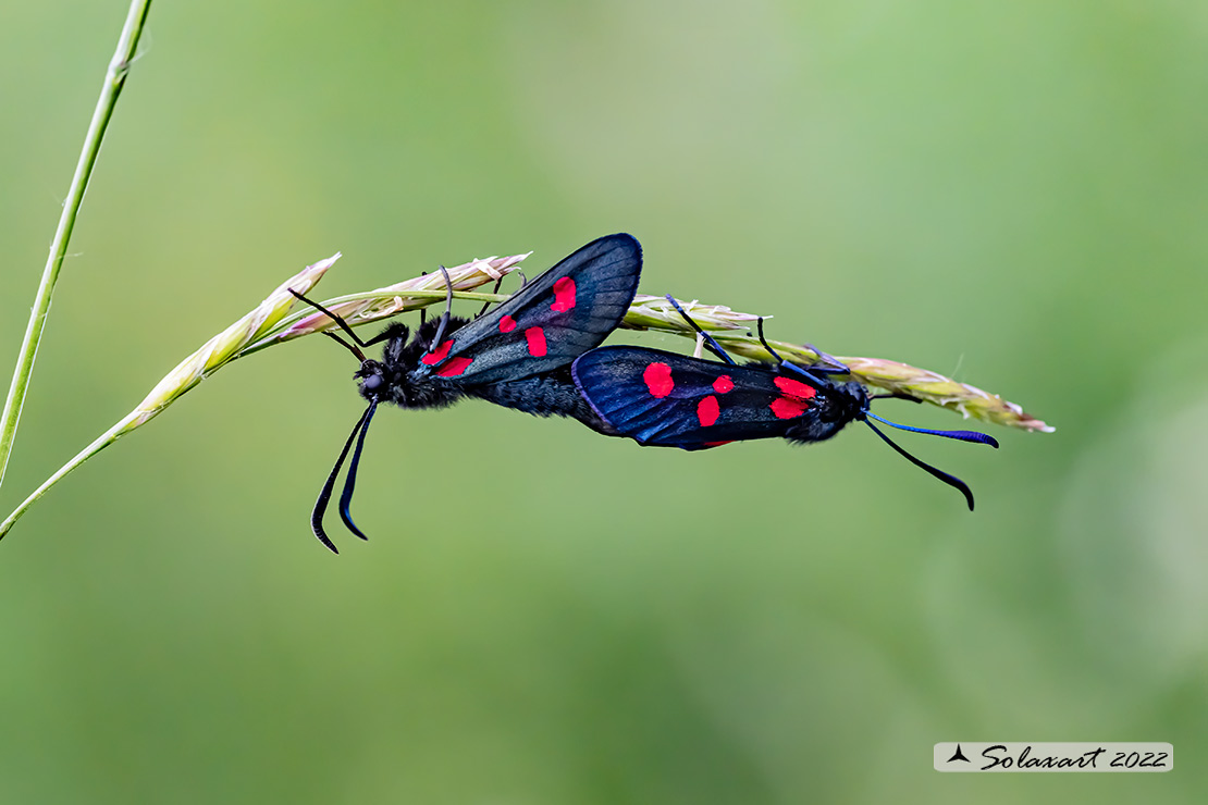 Zygaena lonicerae: Zigena (copula); Narrow-bordered five-spot burnet (mating)