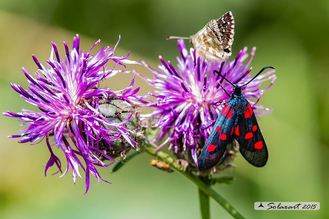 Zygaena lonicerae: Zigena (maschio); Narrow-bordered five-spot burnet (male)