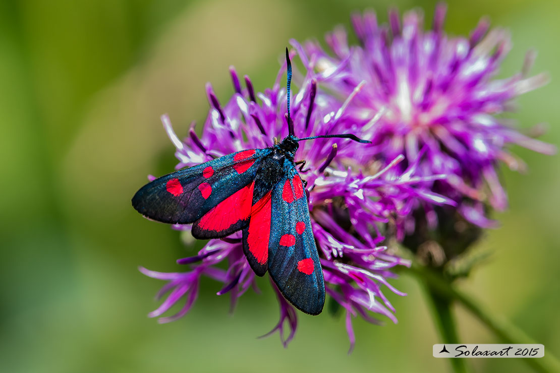 Zygaena lonicerae: Zigena (maschio); Narrow-bordered five-spot burnet (male)