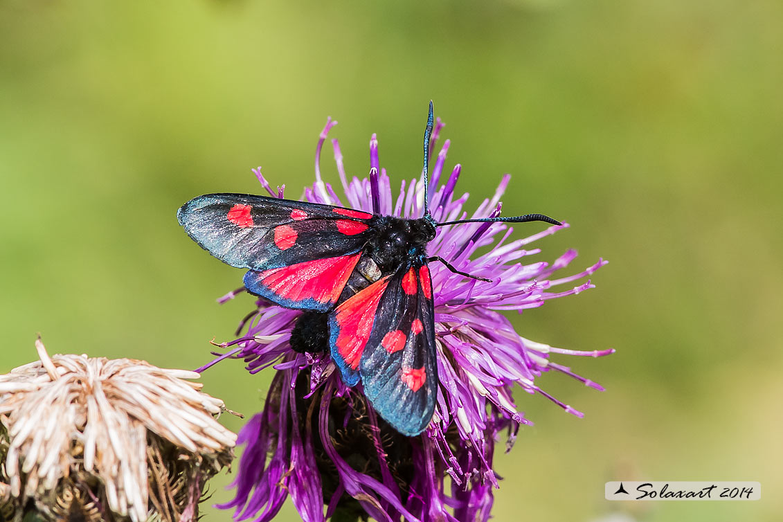 Zygaena lonicerae: Zigena (femmina); Narrow-bordered five-spot burnet (female)