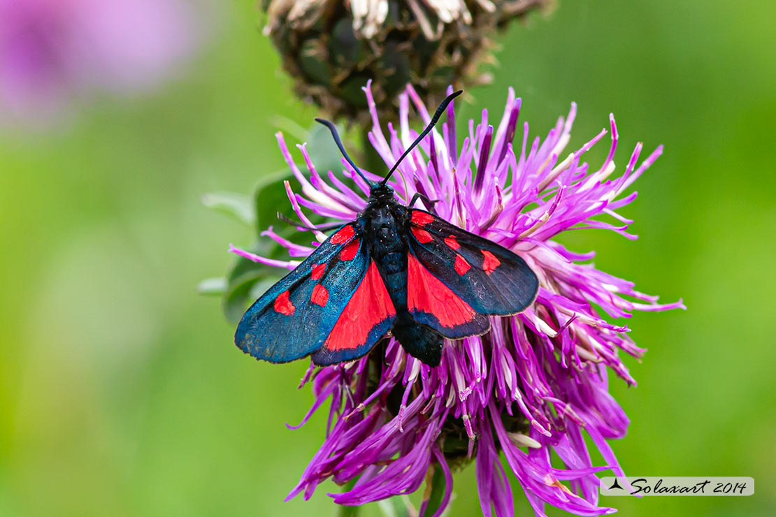 Zygaena lonicerae: Zigena (femmina); Narrow-bordered five-spot burnet (female)