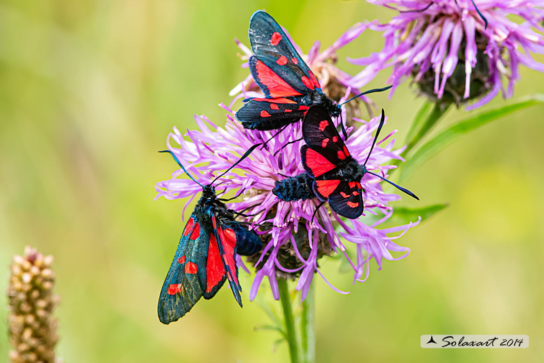 Zygaena lonicerae: Zigena (femmina); Narrow-bordered five-spot burnet (female)