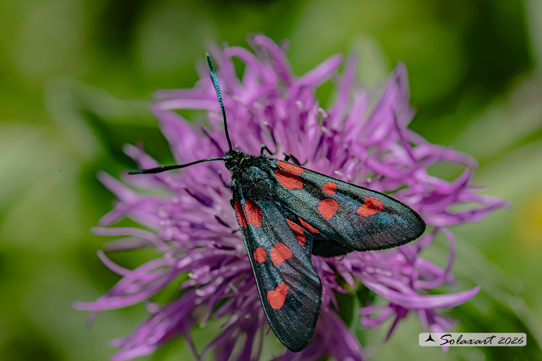 Zygaena lonicerae: Zigena (femmina); Narrow-bordered five-spot burnet (female)