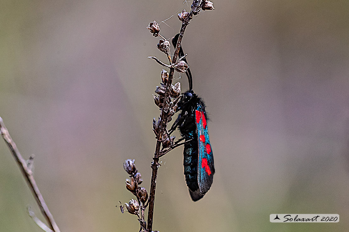 Zygaena oxytropis